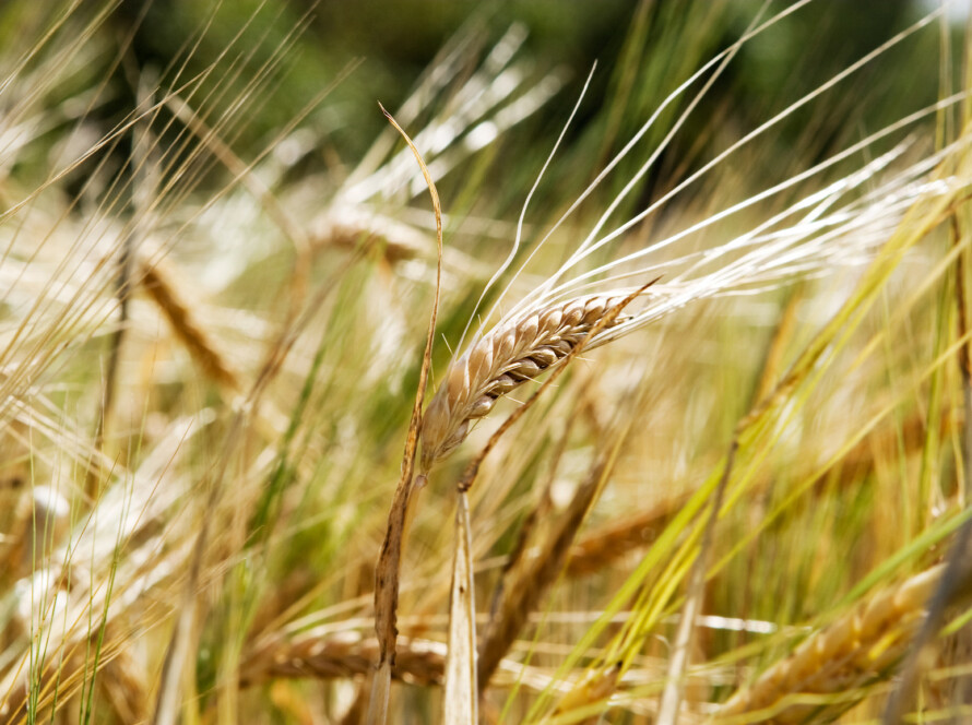 Promoting natural farming and eco businesses